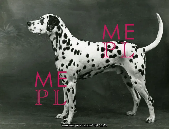  : DALMATIAN / LINDALLY BRIAR