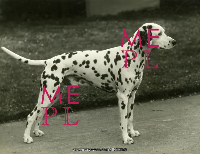  : DALMATIAN / MAHLIB JIFFT
