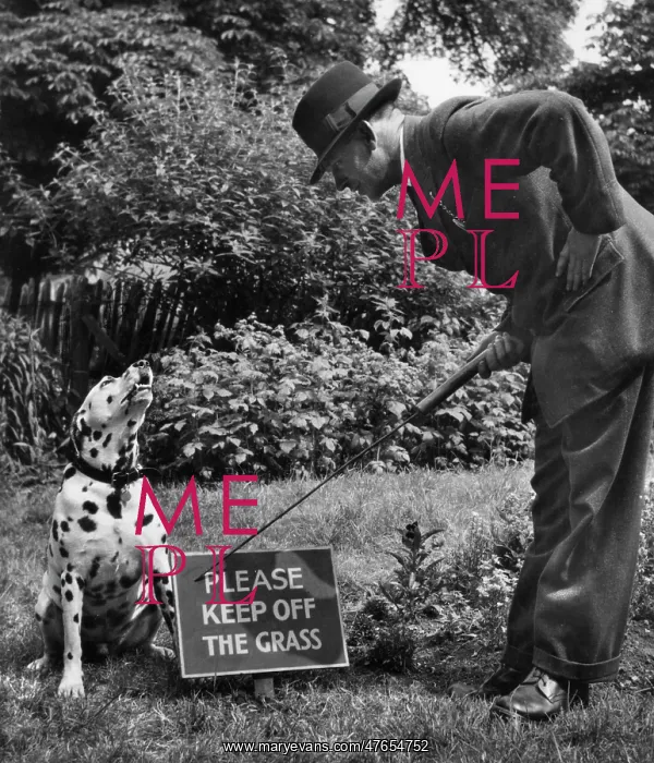 : Dalmatian with man and warning sign : Dalmatian with man and warning sign