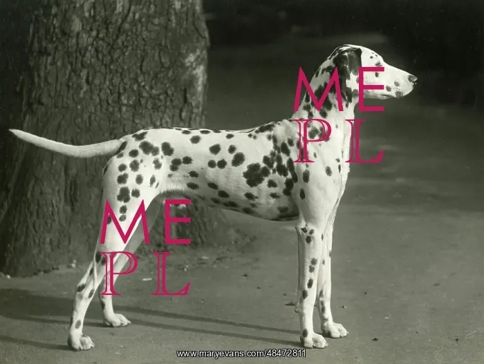  : DALMATIAN / MESRA MANXMAN