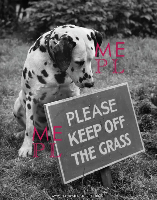 : Dalmatian with Keep Off The Grass sign : Dalmatian with Keep Off The Grass sign