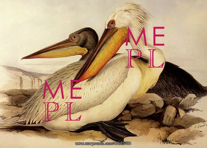  : Dalmatian Pelicans, Pelecanus crispus