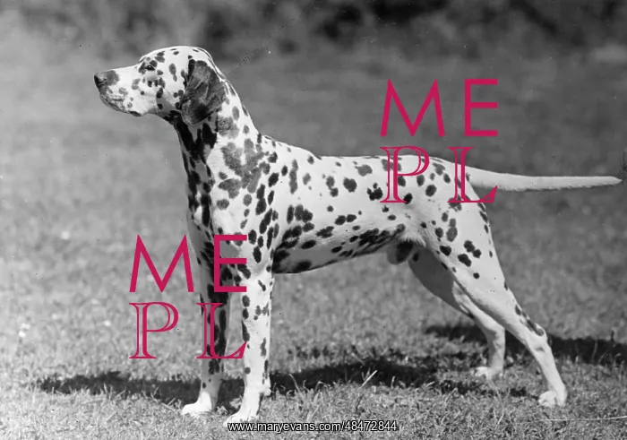  : DALMATIAN / POSTCHAISE