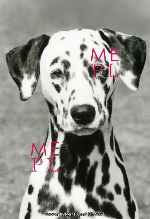 : DALMATIAN / POT BLACK : DALMATIAN / POT BLACK