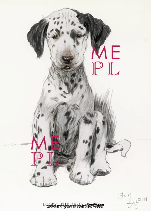  : Dalmatian puppy