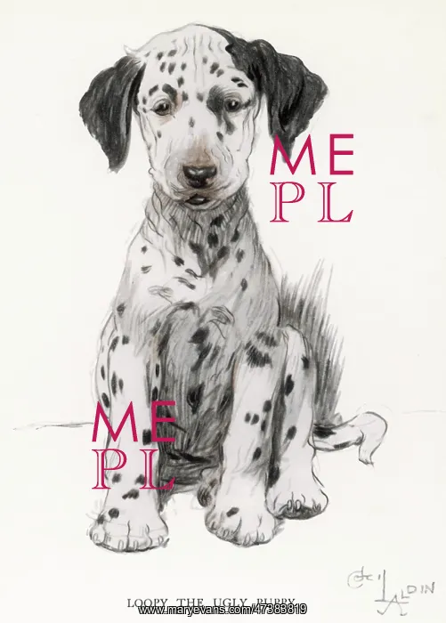  : Dalmatian puppy