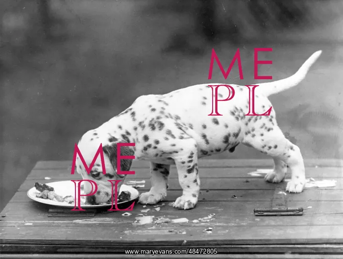  : DALMATIAN / PUPPY EATING