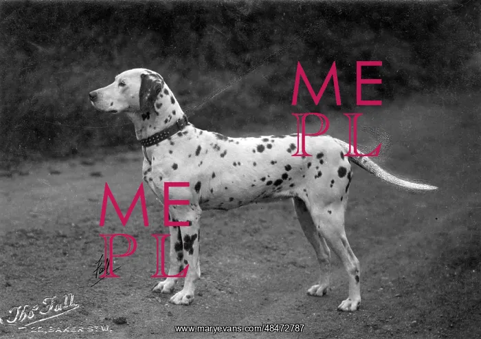 : DALMATIAN / PUPS IN BASKET : DALMATIAN / PUPS IN BASKET