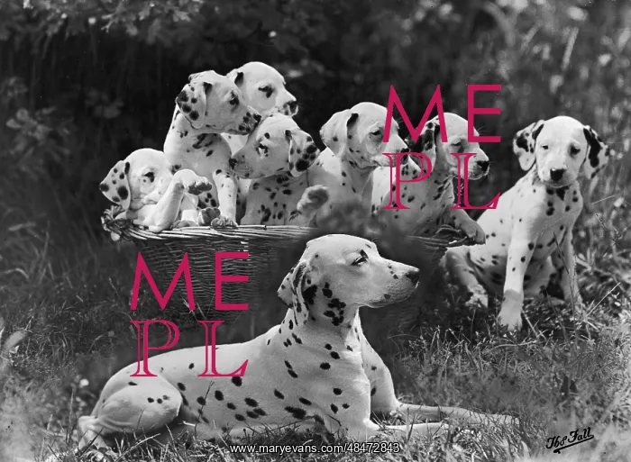 : Dalmatian - Rowberry - 1946 : Dalmatian - Rowberry - 1946