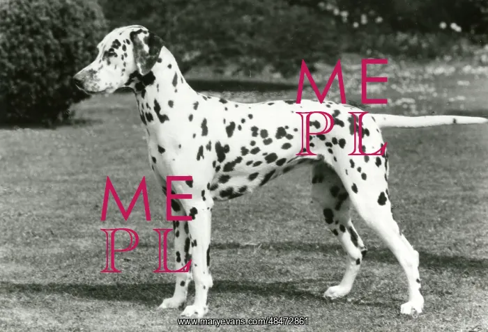  : DALMATIAN / SEA BREEZE