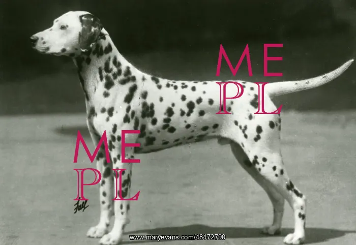: DALMATIAN / SNOW LEOPARD : DALMATIAN / SNOW LEOPARD