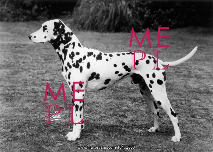  : DALMATIAN / SOFTLY SOFTLY