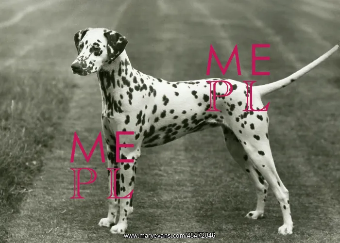  : DALMATIAN / SOWEST MYSTIC