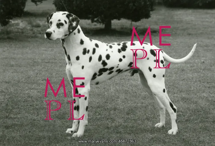  : DALMATIAN / SYDON SORCEROR