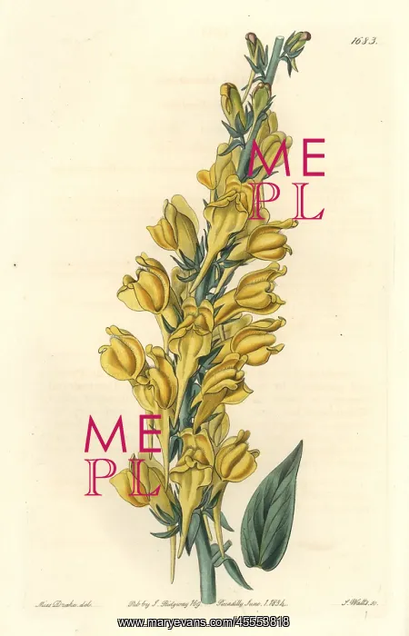 : Dalmatian toadflax, Linaria dalmatica : Dalmatian toadflax, Linaria dalmatica