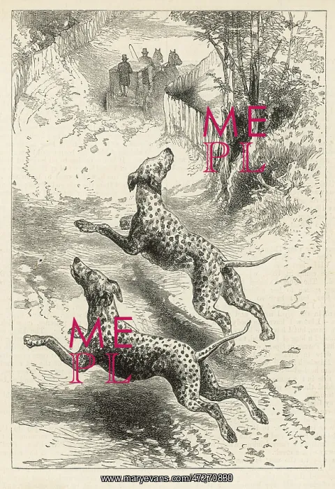 : DALMATIANS FOLLOW COACH : DALMATIANS FOLLOW COACH