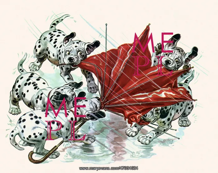 : Dalmatians in Rain : Dalmatians in Rain