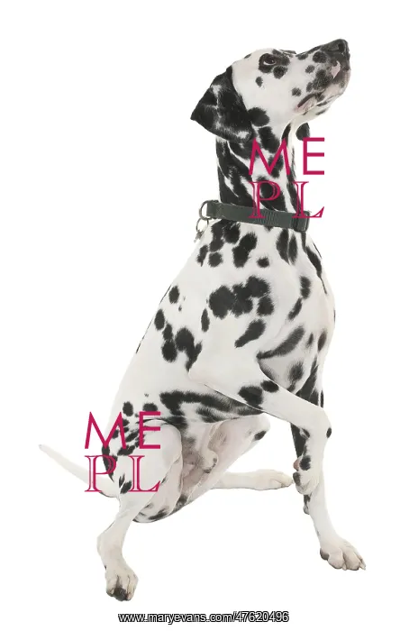  : Dalmation. A Dalmation, photographed by Harry Taylor