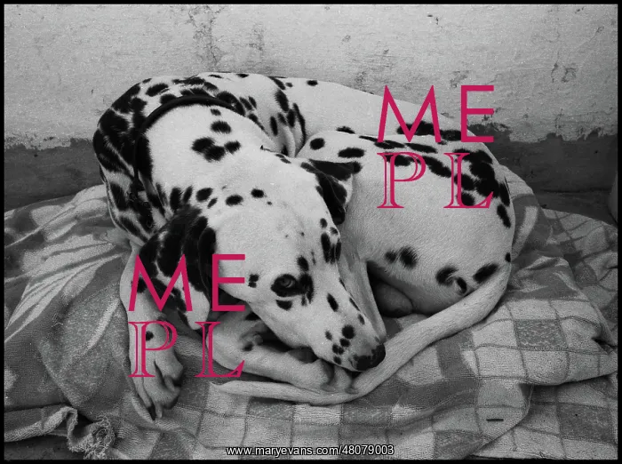  : Dalmation dog