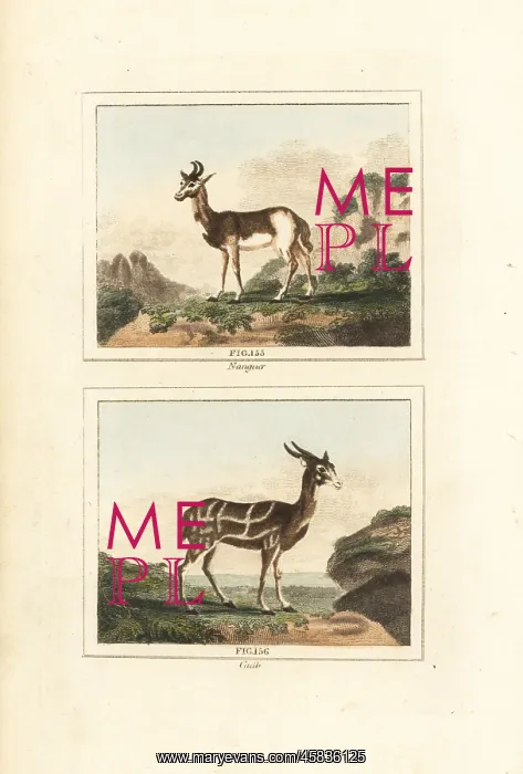 : Dama gazelle and harnessed bushbuck : Dama gazelle and harnessed bushbuck