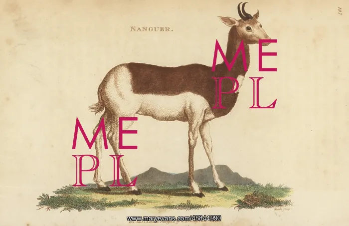 : Dama gazelle, Nanger dama, critically endangered : Dama gazelle, Nanger dama, critically endangered