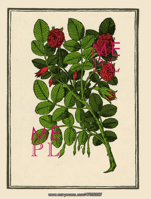 : Damask Rose : Damask Rose