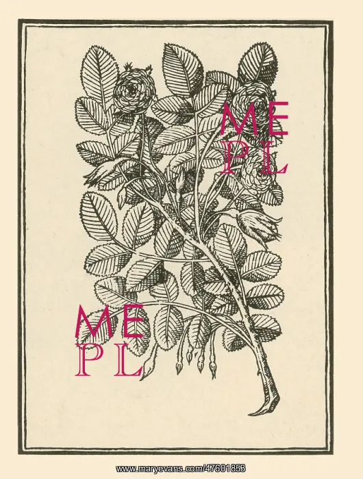 : Damask Rose : Damask Rose