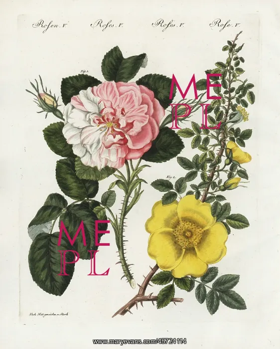 : Damask rose and single yellow rose : Damask rose and single yellow rose