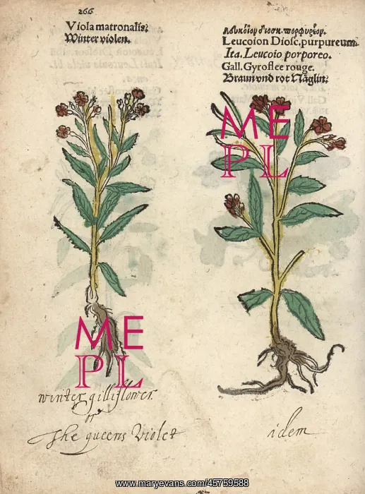 : Dame's violet varieties, Hesperis matronalis : Dame's violet varieties, Hesperis matronalis