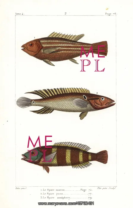 : Damsel fish, ringtail pike cichlid and redbreasted wrasse : Damsel fish, ringtail pike cichlid and redbreasted wrasse