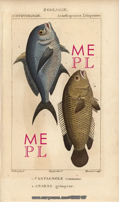 : Damselfish, Chromis chromis, and climbing perch : Damselfish, Chromis chromis, and climbing perch