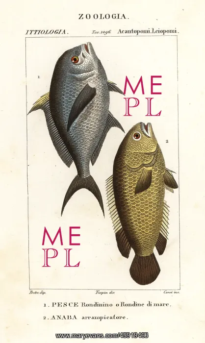 : Damselfish and climbing perch : Damselfish and climbing perch