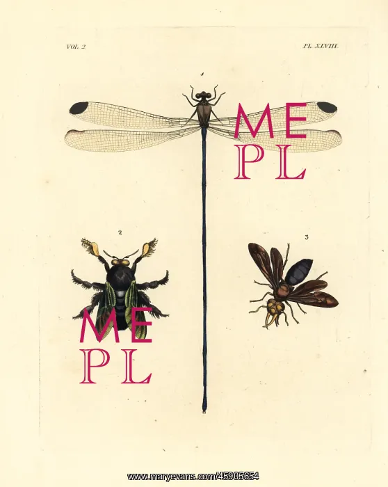 : Damselfly, carpenter bee and potter wasp : Damselfly, carpenter bee and potter wasp