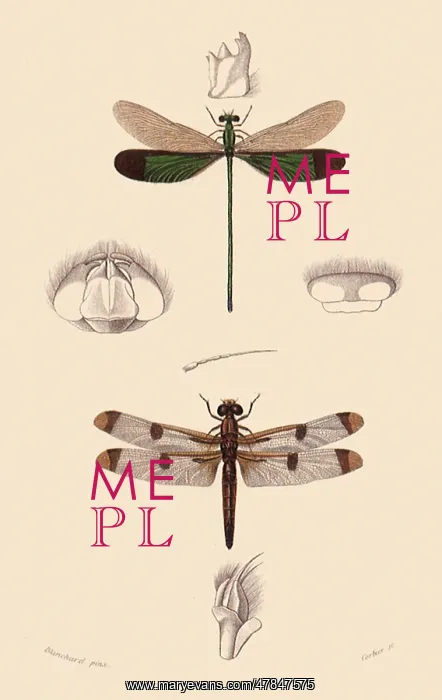 : A Damselfly and a Dragonfly : A Damselfly and a Dragonfly