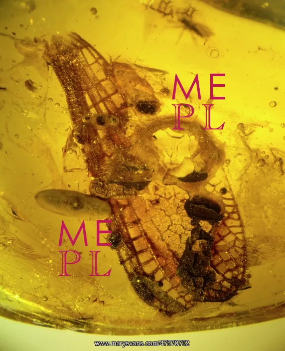 : Damselfly wings in amber : Damselfly wings in amber