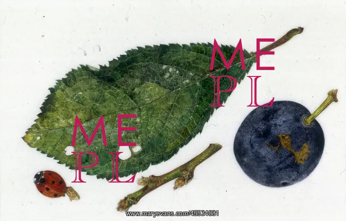 : Damson leaf and fruit : Damson leaf and fruit