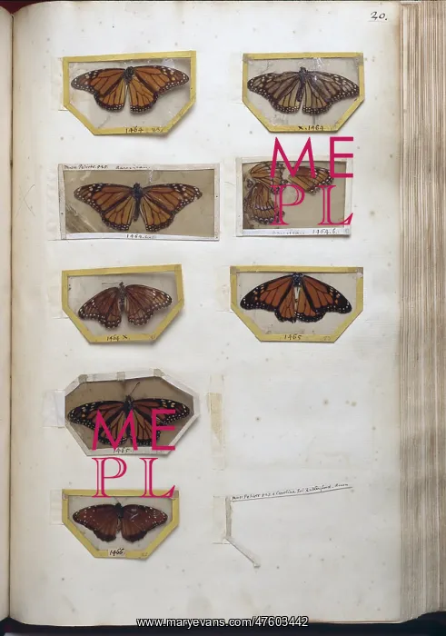 : Danaidae sp. milkweed butterflies in mounts : Danaidae sp. milkweed butterflies in mounts