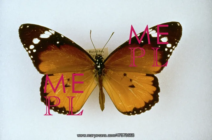 : Danaus chrysippus, plain tiger butterfly : Danaus chrysippus, plain tiger butterfly