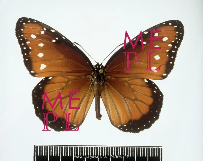 : Danaus gilippus, Queen butterfly : Danaus gilippus, Queen butterfly