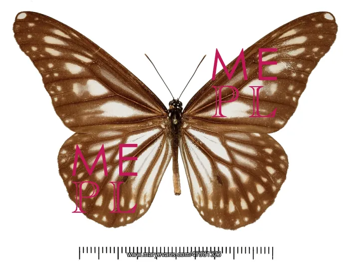 : Danaus ismare alba : Danaus ismare alba