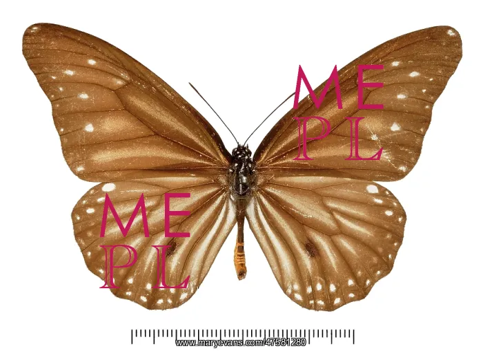 : Danaus melanippus haruhasa : Danaus melanippus haruhasa