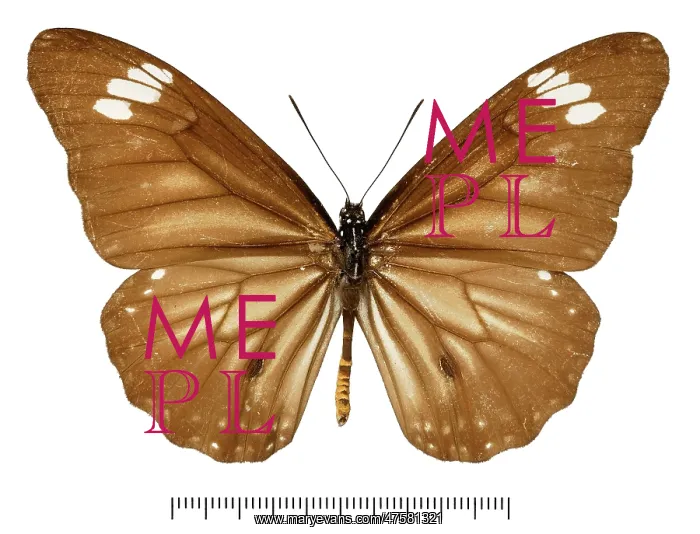 : Danaus melanippus taimanu : Danaus melanippus taimanu
