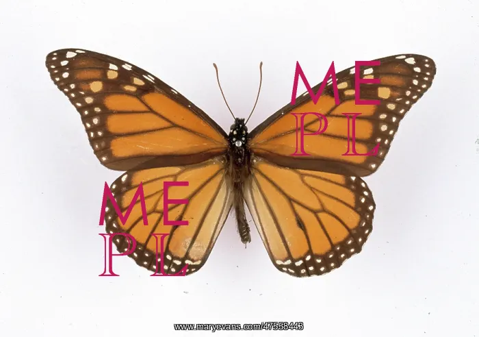 : Danaus plexippus, monarch butterfly : Danaus plexippus, monarch butterfly