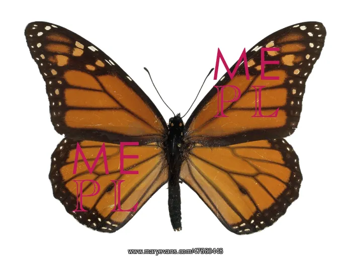 : Danaus plexippus, monarch butterfly : Danaus plexippus, monarch butterfly