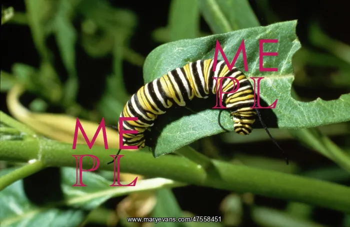 : Danaus plexippus, monarch caterpillar : Danaus plexippus, monarch caterpillar
