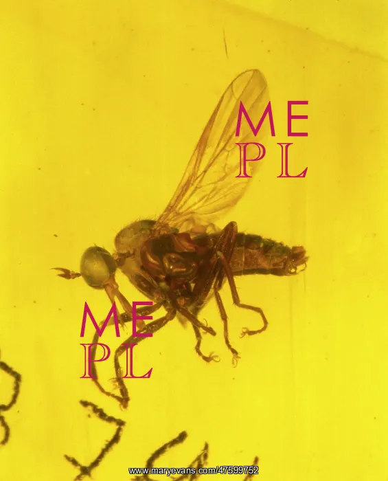 : Dance fly in amber : Dance fly in amber