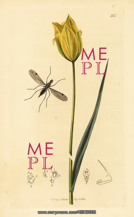 : Dance fly and wild tulip : Dance fly and wild tulip