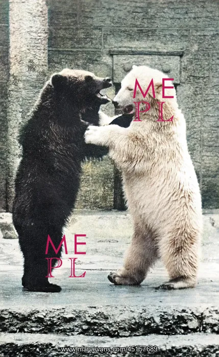 : DANCING BEARS AT ZOO : DANCING BEARS AT ZOO