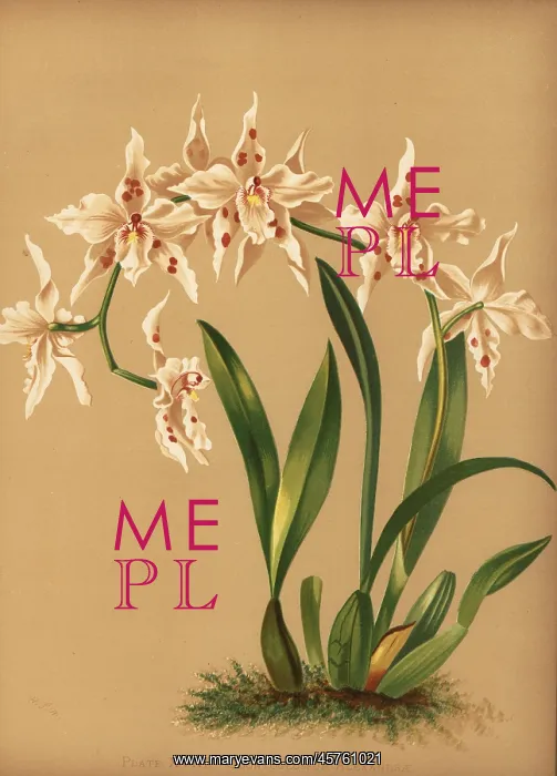 : Dancing lady orchid, Oncidium alexandrae : Dancing lady orchid, Oncidium alexandrae