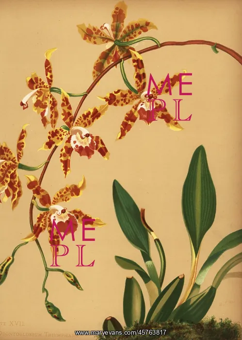 : Dancing lady orchid, Oncidium spectatissimum : Dancing lady orchid, Oncidium spectatissimum